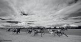 Harness racing 120708_6